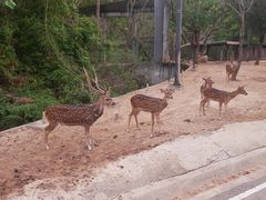 -清迈夜间动物园
