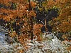 -昆山城市生态森林公园