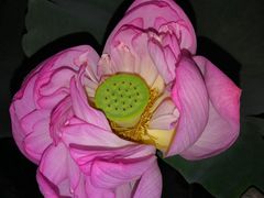 -陈家山荷花公园