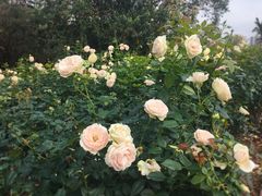 景点-人民公园(罗湖区)