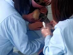 -汪喵宠物医院·骨科心脏影像·犬猫急重症ICU诊疗中心(成华分院)