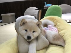 -逗柴咖啡屋·狗咖猫咖宠物桌游