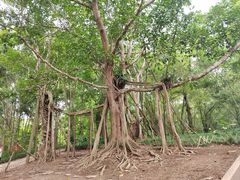 -中国科学院西双版纳热带植物园