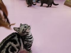 -爪爪喵星球·猫舍(前海卓越店)