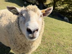 -神户市立六甲山牧场