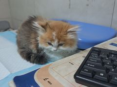 -半岛宠物医院24小时(白果林店)
