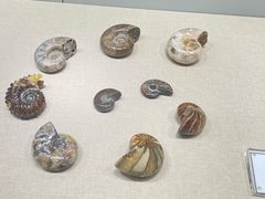 -辽宁古生物博物馆