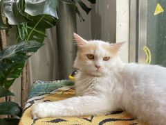 -平行世界·猫咖(首经贸店)