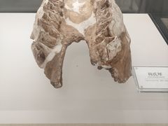 -辽宁古生物博物馆