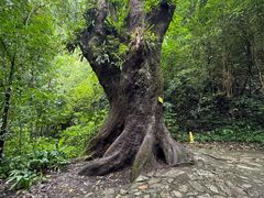 -莫里热带雨林景区