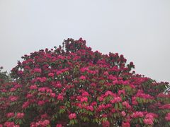 -贵州百里杜鹃风景名胜区