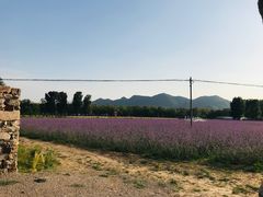-北京东方普罗旺斯薰衣草庄园