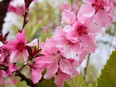 -南汇桃花村