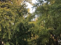 -三里屯东五街银杏大道