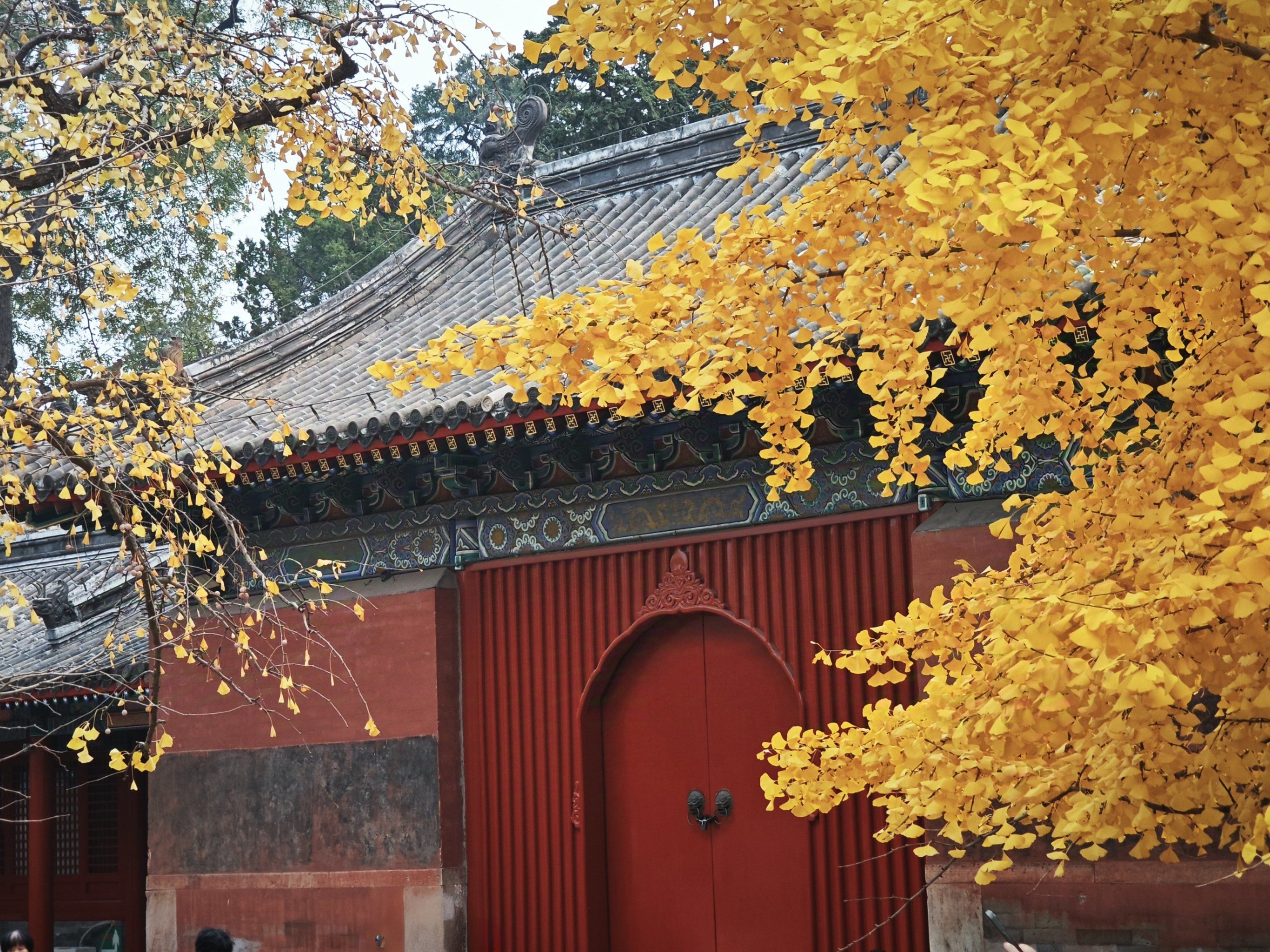 承恩寺|承恩有杏