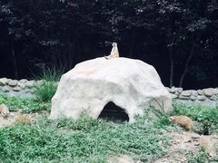 -上海野生动物园