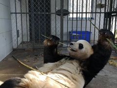 -都江堰中华大熊猫苑