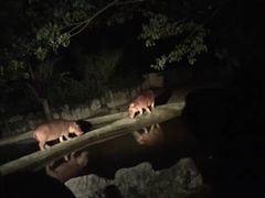 -清迈夜间动物园