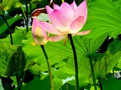 -荔湾湖公园