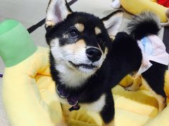 -逗柴咖啡屋·狗咖猫咖宠物桌游