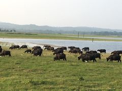 -米内日亚国家公园