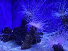 -上海海洋水族馆