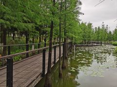 -映月湖公园
