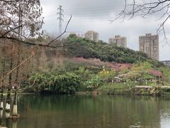 -重庆彩云湖湿地公园