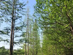 -溱湖国家湿地公园