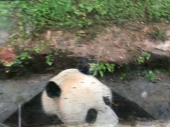 -都江堰中华大熊猫苑