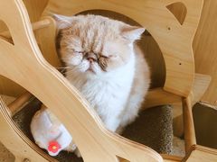 -飞行喵MR PILOT|猫舍·猫咖(静安大融城店)