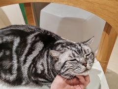 -藏猫猫咖啡主题馆(中央大道店)