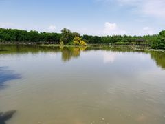-大湾区中央湿地公园