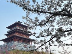 -古柏渡丰乐樱花园