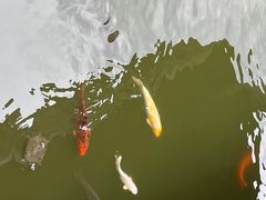 -豫园湖心亭茶楼