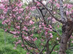 -南汇桃花村