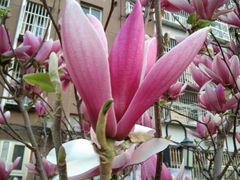 -汉堡王(北京通州领展店)