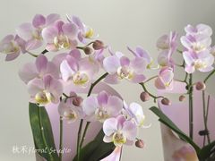 -番禺广场(市桥街道)