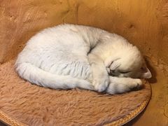 -猫猫幼稚园·撸猫·桌游·电玩