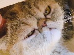 -滚猫咖啡·猫咖·猫友好撸猫(未来城店)