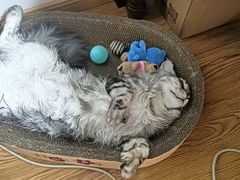 -纳吉亚猫专科动物医院博雅分院