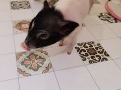 -RU DUCK柯尔鸭公社·撸鸭俱乐部·羊驼·小香猪