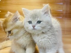 -猫十亿·布偶金渐层·曼基康矮脚猫舍(青年路店)