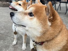 -柴犬高等学院·狗咖·柴犬售卖·宠物训练