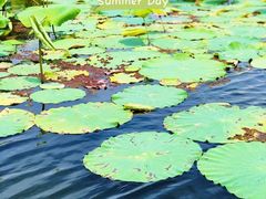 -荷塘月色湿地公园·向阳花洲