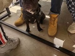 -百好乐宠物友好餐厅(朝外大街店)