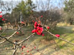 -梅花山(明孝陵内)