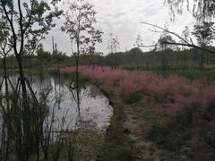 -昆山城市生态森林公园