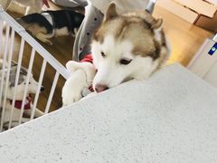 -Husky Go! 哈士奇体验馆·宠物咖啡厅狗咖