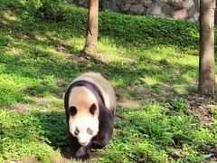 -都江堰中华大熊猫苑